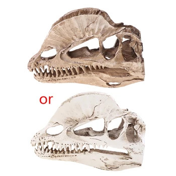Бижута от смола с череп на динозавър дилофозавра co231 за модел на обучение на изкопаемите скелету