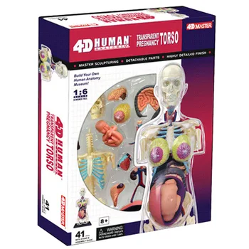 Играчка за сглобяване органи бременност 1: 6, 4D, печеливш модел анатомия на костите, прозрачен модел на скелета